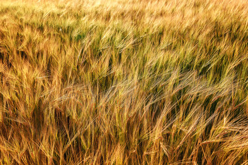 Ripe ears of wheat field as background