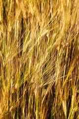 Ripe ears of wheat field as background