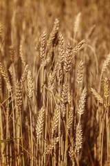 Ripe ears of wheat field as background