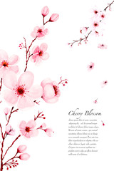 Template watercolor sakura branches hand painted on white background.