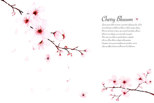 Template watercolor cherry blossom branches hand painted on white background.