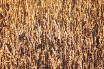 Fototapeta premium Ripe ears of wheat field as background