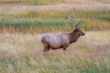 A Bull Elk in Yellowstone National Park, Wyoming