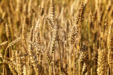 Fototapeta premium Ripe ears of wheat field as background
