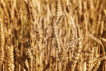 Fototapeta premium Ripe ears of wheat field as background