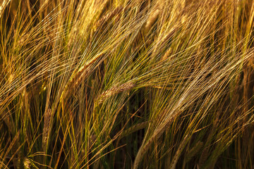 Ripe ears of wheat field as background