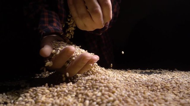 Pile of wholegrain of pearl barley or wheat that falls from above on black background. Agriculture closeup macro food raw seed.