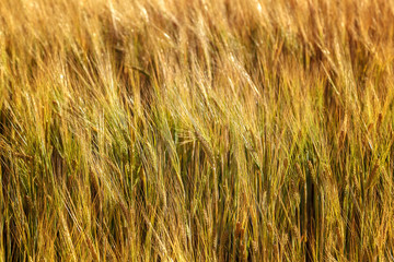 Ripe ears of wheat field as background