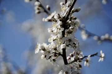 Blühender Baum im Frühling