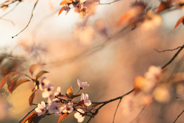 Spring flowers nature background.