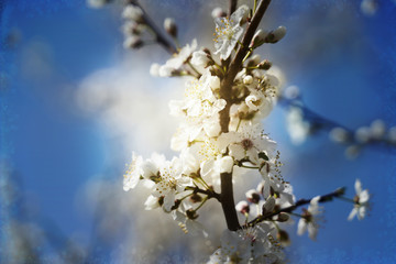 Blühender Baum im Frühling
