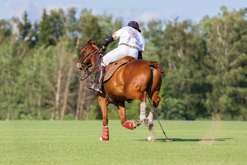 Horse polo player hit the ball with a mallet. Back side view