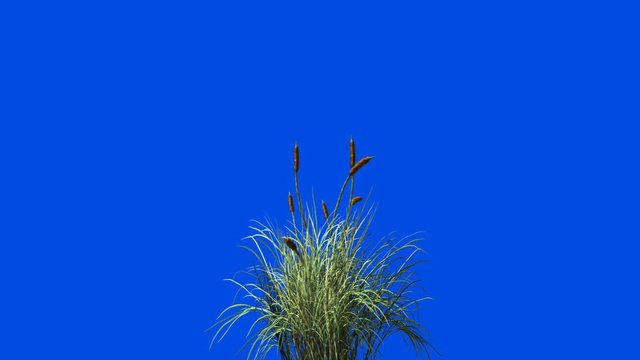 Catail grass in wind seamless loop against Blue screen