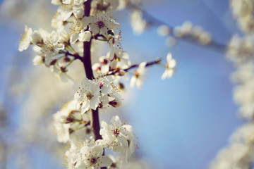Blühender Baum im Frühling