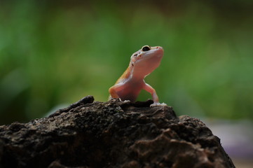 lizard on a rock GECKO