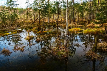 Obraz premium Little lagoon in czech tourist region of Machuv kraj
