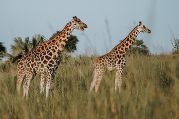 Naklejka na ściany i meble Giraffe in African