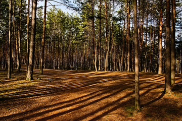 Sunset in pine forest near Machovo jezero lake in czech tourist region of Machuv kraj