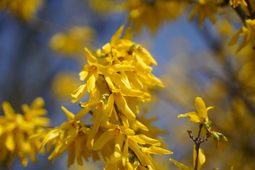 Gelb blühende Forsythie im Frühling zu Ostern