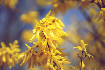 Gelb blühende Forsythie im Frühling zu Ostern