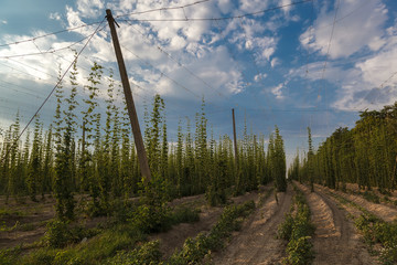 Hops field on a sunny summer day