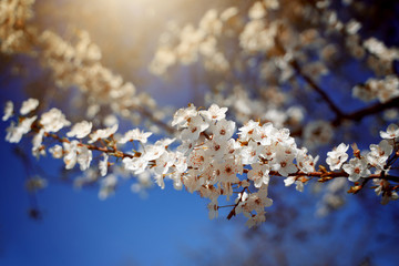 Blühender Baum im Frühling