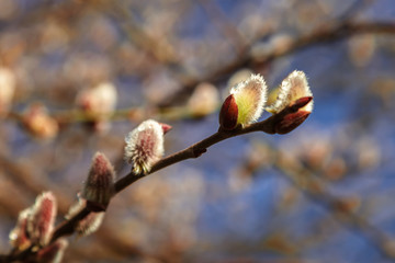 Flowering willow branches against the blue sky