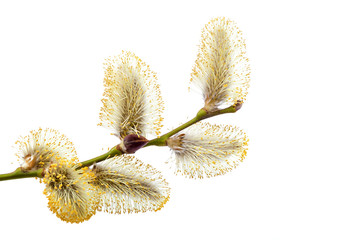 Flowering willow branch isolated on white background