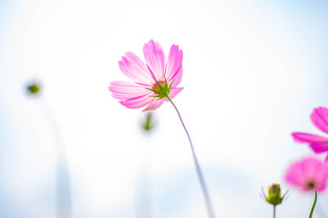 pink cosmos flowers