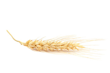 Sheaf of wheat ears on white background.