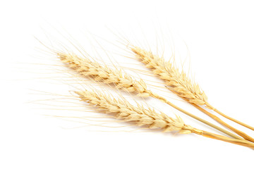 Sheaf of wheat ears on white background.