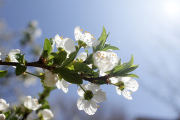 Spring blossom background. Beautiful blooming tree and sun flare. Sunny day. Spring flowers. Beautiful Orchard. Springtime. Orchard blossoms. Blooming tree and bees. Cover wallpaper photo.