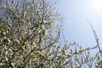 Spring blossom background. Beautiful blooming tree and sun flare. Sunny day. Spring flowers. Beautiful Orchard. Springtime. Orchard blossoms. Blooming tree and bees. Cover wallpaper photo.