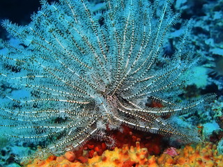 The amazing and mysterious underwater world of Indonesia, North Sulawesi, Bunaken Island, crinoid