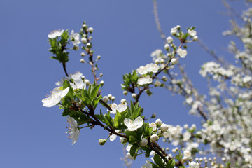 Spring blossom background. Beautiful blooming tree and sun flare. Sunny day. Spring flowers. Beautiful Orchard. Springtime. Orchard blossoms. Blooming tree and bees. Cover wallpaper photo.