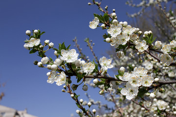Spring blossom background. Beautiful blooming tree and sun flare. Sunny day. Spring flowers. Beautiful Orchard. Springtime. Orchard blossoms. Blooming tree and bees. Cover wallpaper photo.