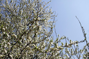 Spring blossom background. Beautiful blooming tree and sun flare. Sunny day. Spring flowers. Beautiful Orchard. Springtime. Orchard blossoms. Blooming tree and bees. Cover wallpaper photo.