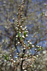 Spring blossom background. Beautiful blooming tree and sun flare. Sunny day. Spring flowers. Beautiful Orchard. Springtime. Orchard blossoms. Blooming tree and bees. Cover wallpaper photo.