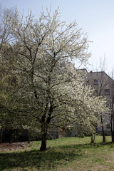 Spring blossom background. Beautiful blooming tree and sun flare. Sunny day. Spring flowers. Beautiful Orchard. Springtime. Orchard blossoms. Blooming tree and bees. Cover wallpaper photo.