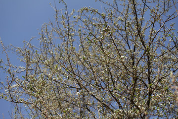 Spring blossom background. Beautiful blooming tree and sun flare. Sunny day. Spring flowers. Beautiful Orchard. Springtime. Orchard blossoms. Blooming tree and bees. Cover wallpaper photo.