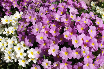 Naklejka premium Primrose, primula. Fresh colorful primula in spring. Familiar wildflower of banks and verges, the primrose (Primula vulgaris). Spring background texture. Cover photo. Nature wallpaper. Blooming flower