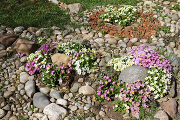 Primrose, primula. Fresh colorful primula in spring. Familiar wildflower of banks and verges, the primrose (Primula vulgaris). Spring background texture. Cover photo. Nature wallpaper. Blooming flower