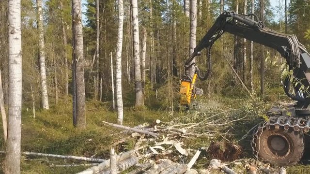 Deforestation. Cutting a tree trunk.