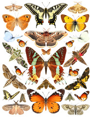 Butterflies and moths. Isolated on a white background  - obrazy, fototapety, plakaty