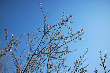 紅梅