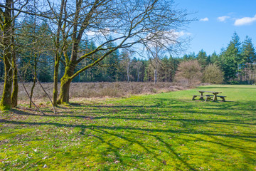 Clearing in a forest below a blue cloudy sky in winter