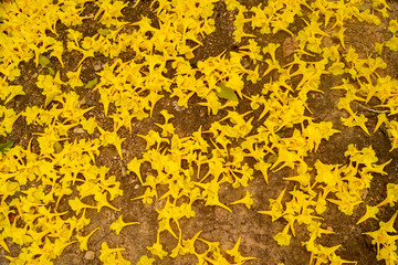 Golden flowers fall on the ground,Named the golden tree.
