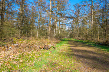 Path in a forest below a blue cloudy sky in winter