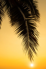 silhouette palm tree on sunset.