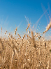 Obraz premium Wheat on the sky background